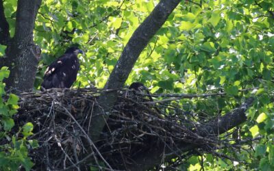 Oh, how they grow up so fast!  MCR Eaglet Update