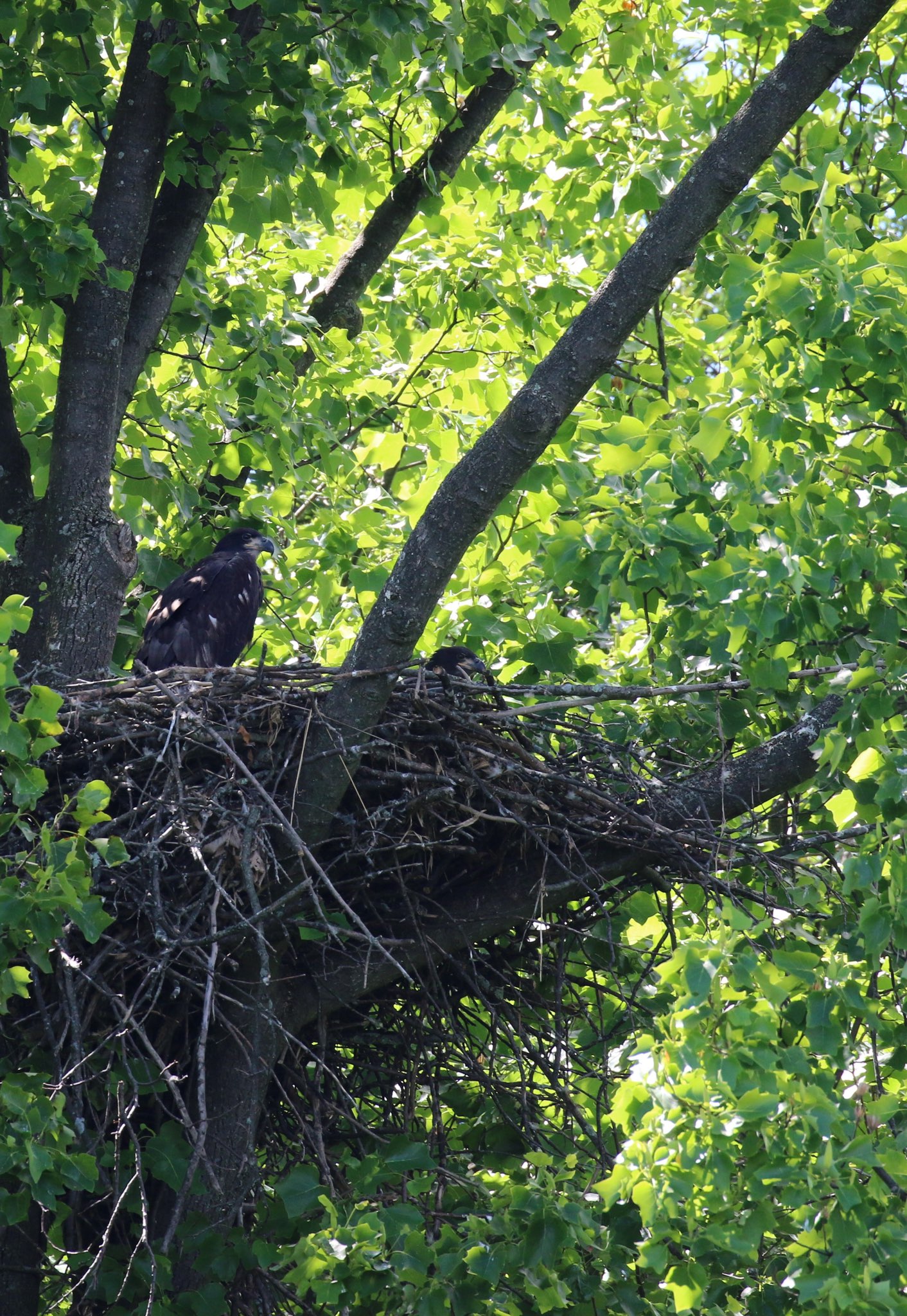 Oh, how they grow up so fast!  MCR Eaglet Update