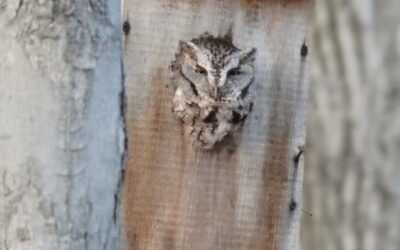 Winter is a Time for Owl Breeding at MCR