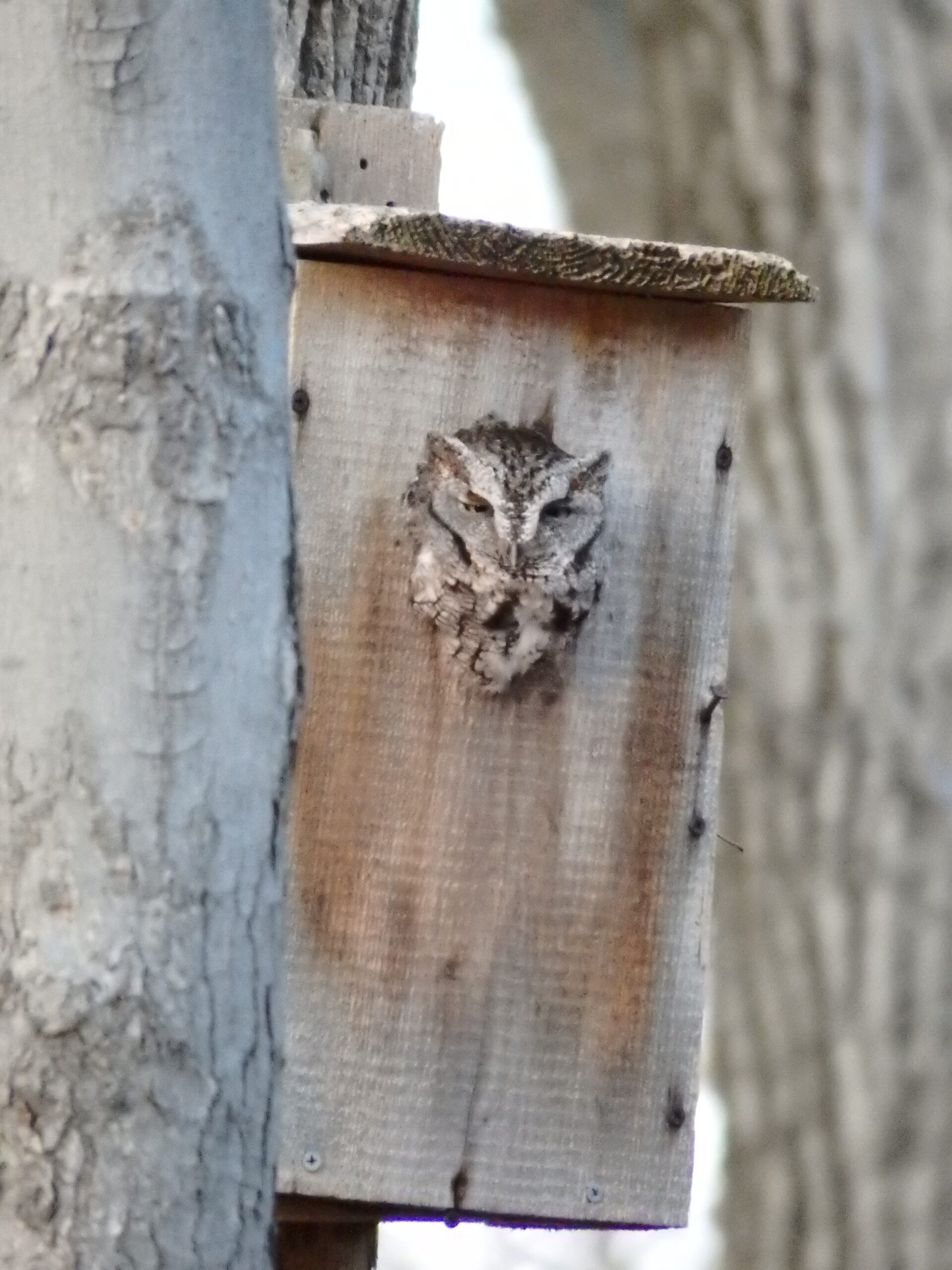 Winter is a Time for Owl Breeding at MCR - Merrill Creek Reservoir