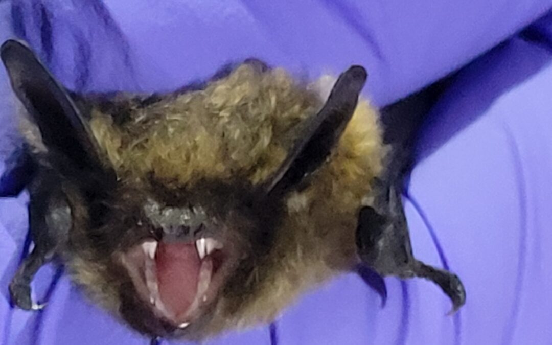 Holy new species detected at MCR Batman!