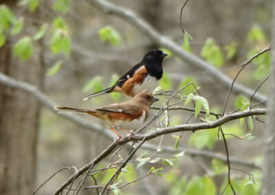 f and m eastern towhee