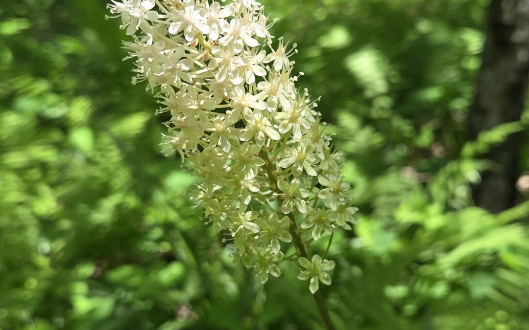 Unique Plant at MCR – The Fly-Poison Lilly