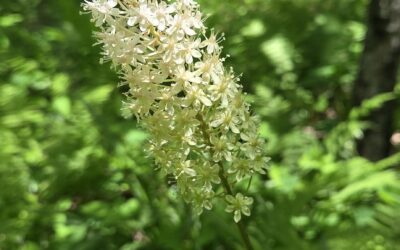 Unique Plant at MCR – The Fly-Poison Lilly