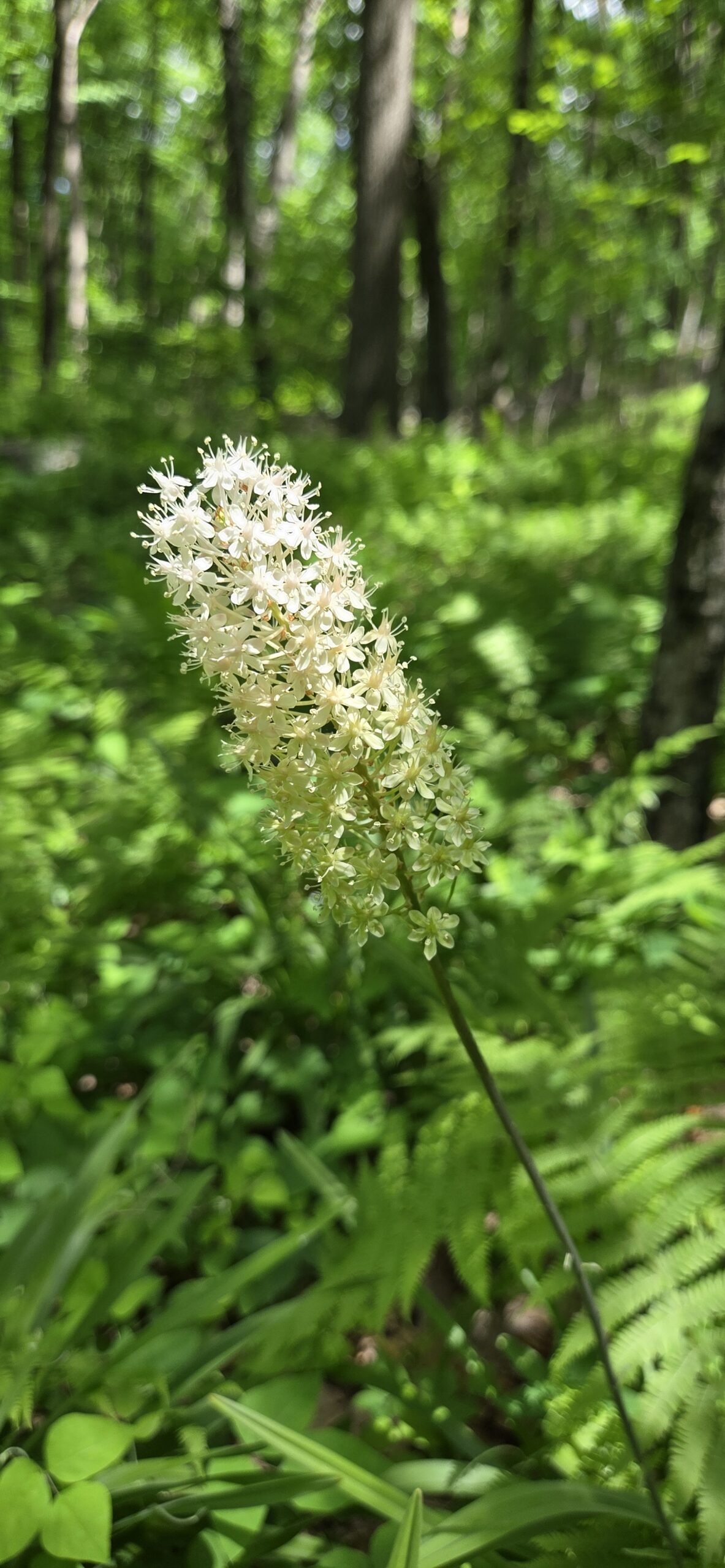Unique Plant at MCR – The Fly-Poison Lily