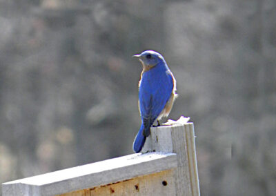 male bluebird on nest box