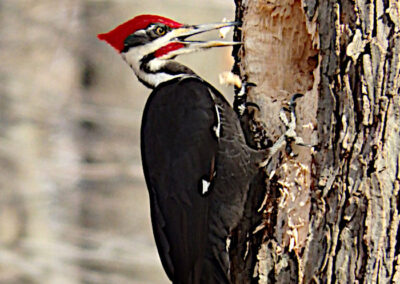 pileated woodpecker on an Ash tree
