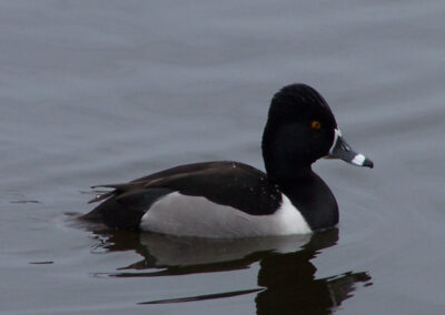 ring-neck duck male