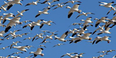 snow geese in flight at MCR report snow geese in flight at MCR report
