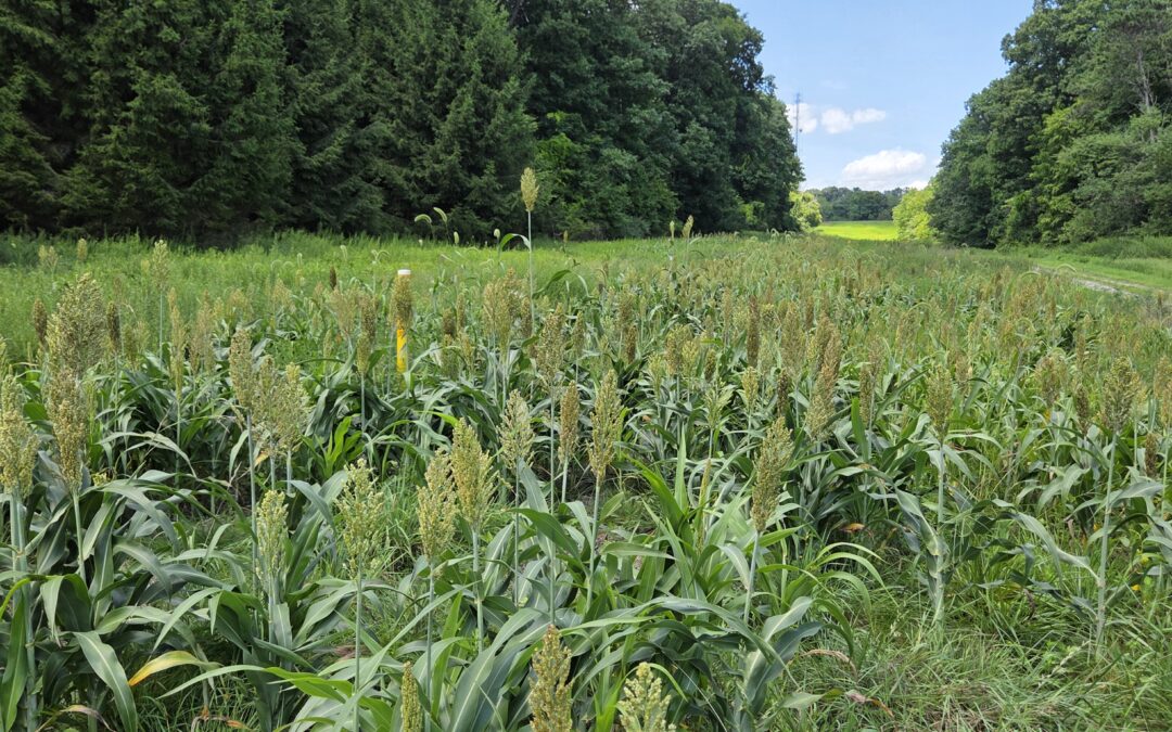 Mug-Shot: How Sorghum is Putting a Stop to Mugwort’s Spread at MCR