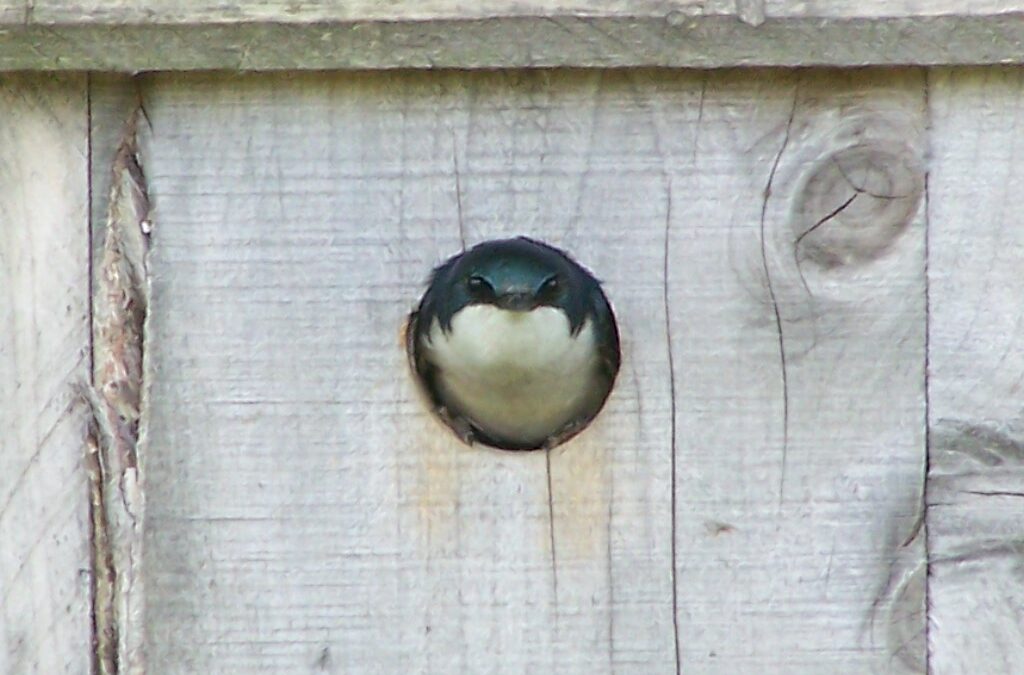 Mud, Sweat, and Cheers: Swallow Nesting at MCR