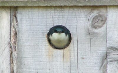 Mud, Sweat, and Cheers: Swallow Nesting at MCR