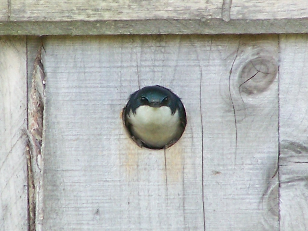 Mud, Sweat, and Cheers: Swallow Nesting at MCR