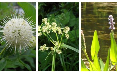 Biodiversity Enhancement of the Confluence of the Merril Creek with the Reservoir