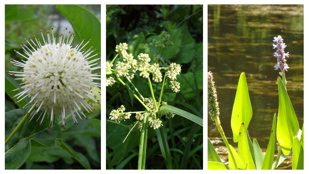 Biodiversity Enhancement of the Confluence of the Merril Creek with the Reservoir
