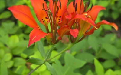 Rare Plant Found at MCR – Ecological Forestry Practices Helping Biodiversity at MCR