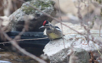 Winter is a Time for Woodpeckers at MCR!